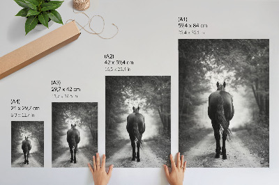 Poster decorativo Fotografia de um cavalo preto e branco na floresta