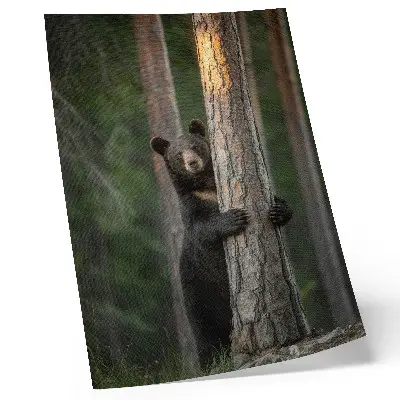 Poster para cozinha urso na floresta em composição realista
