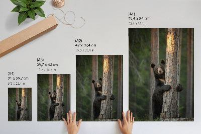 Poster para cozinha Urso na floresta, composição realista