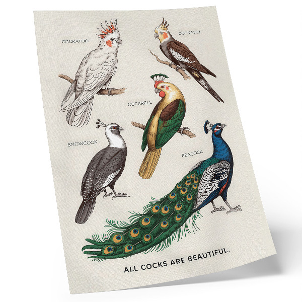 Arte de parede Pássaros elegantes, penas, cores diversas