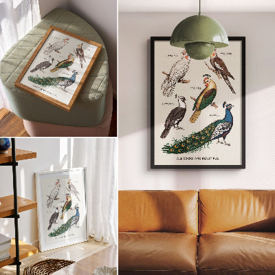 Arte de parede Pássaros elegantes, penas, cores diversas