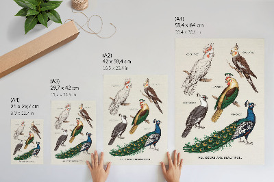 Arte de parede Pássaros elegantes, penas, cores diversas