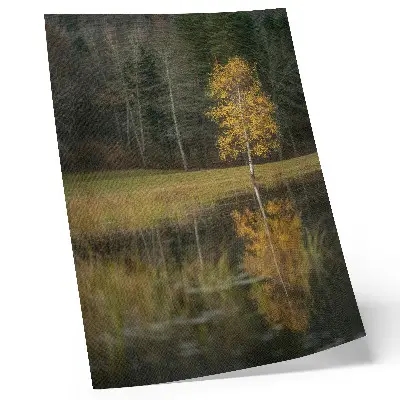 Poster decorativo árvore dourada em contraste com a escuridão da floresta e do lago