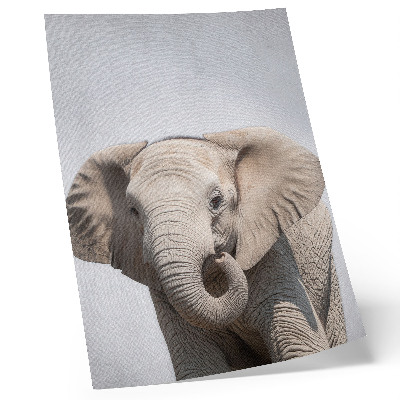 Arte de parede Um elefante jovem em um fundo claro.