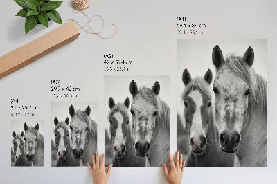 Arte de parede Cavalos em uma foto monocromática repleta de elegância.