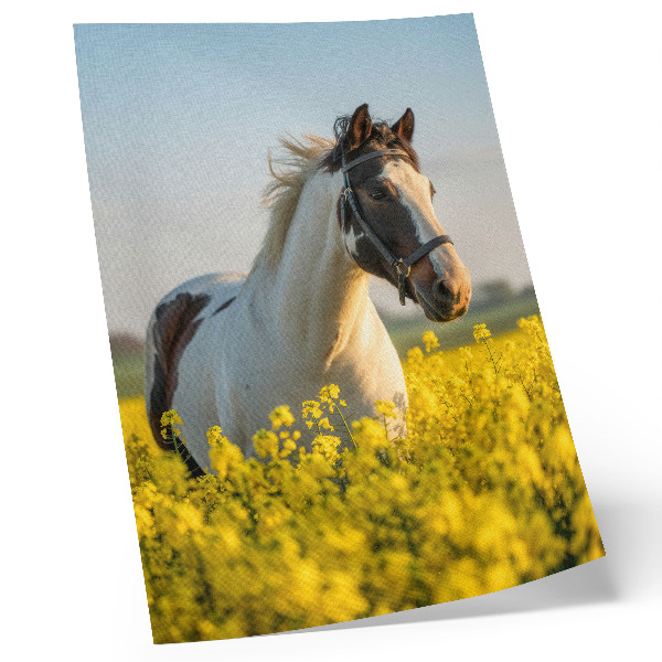 Poster para cozinha Um elegante cavalo em um campo florido na primavera.