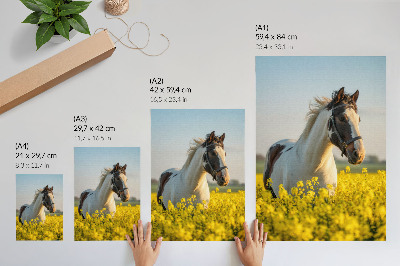 Poster para cozinha Um elegante cavalo em um campo florido na primavera.