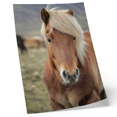 Impressão em tela Crina clara, pelagem castanha, cavalo islandês