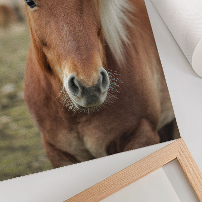 Impressão em tela Crina clara, pelagem castanha, cavalo islandês