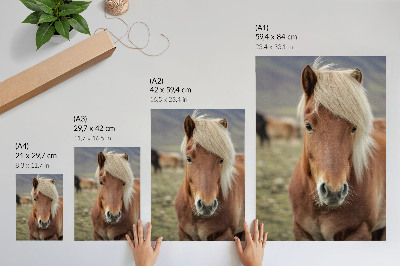 Impressão em tela Crina clara, pelagem castanha, cavalo islandês