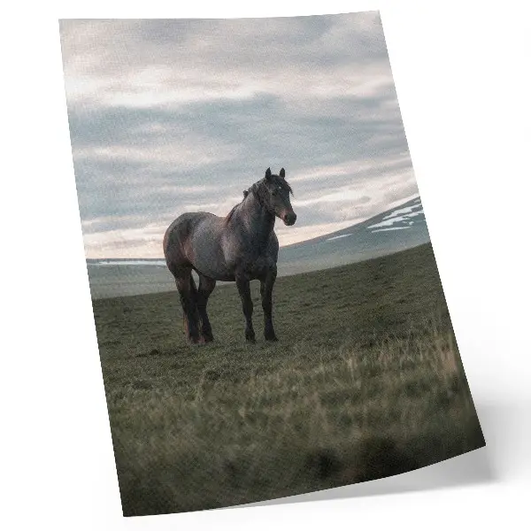 Poster para cozinha cavalo no prado com nuvens em uma manhã de harmonia natural