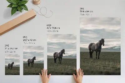 Poster para cozinha cavalo no prado com nuvens em uma manhã de harmonia natural
