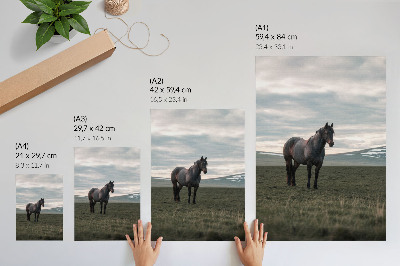 Poster para cozinha Cavalo no prado, nuvens, manhã, harmonia da natureza