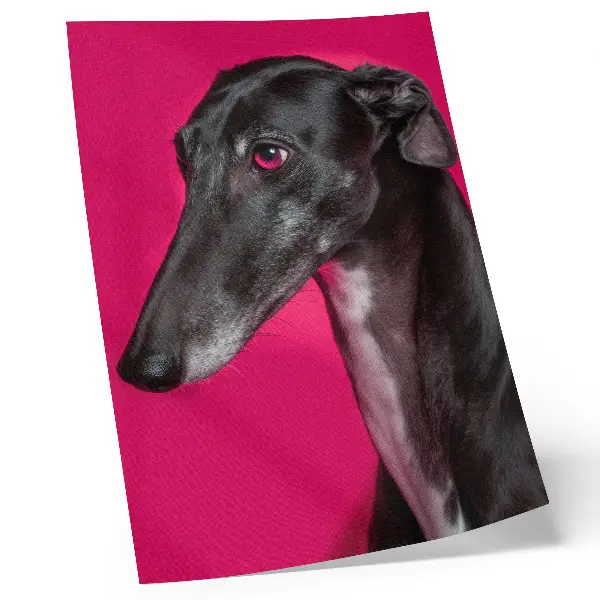 Poster decorativo com um cachorro preto e branco sobre fundo rosa intenso
