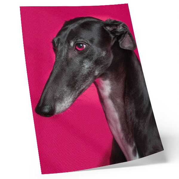 Poster decorativo Um cachorro preto e branco sobre um fundo rosa intenso.