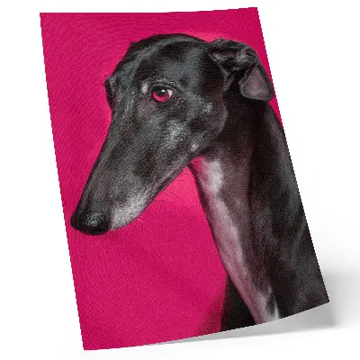 Poster decorativo com um cachorro preto e branco sobre fundo rosa intenso