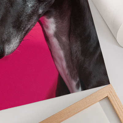 Poster decorativo Um cachorro preto e branco sobre um fundo rosa intenso.