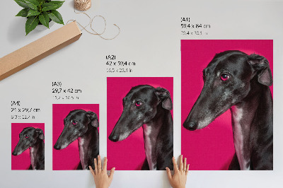 Poster decorativo Um cachorro preto e branco sobre um fundo rosa intenso.