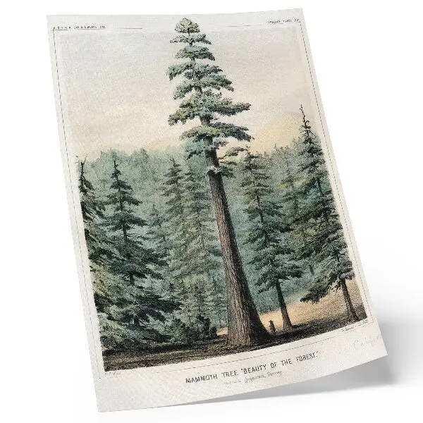 Poster para cozinha uma árvore Wellingtonia gigantesca que se ergue sobre a floresta com um homem em sua base