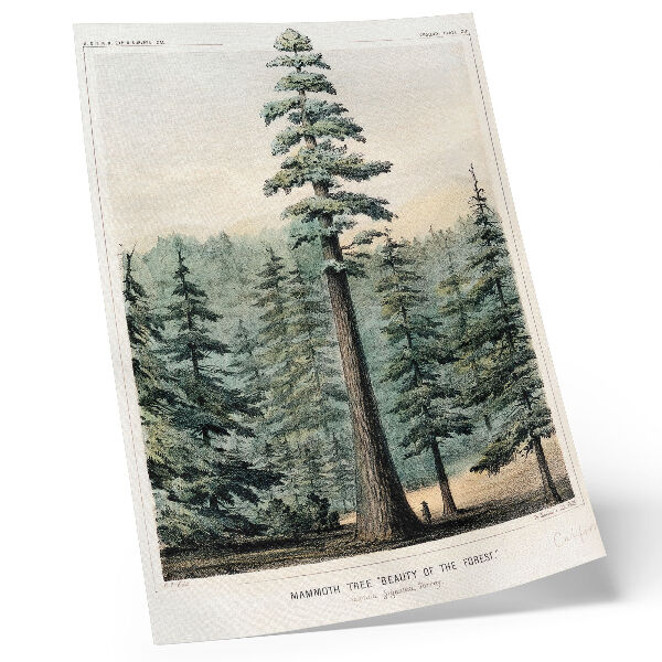 Poster para cozinha Wellingtonia, uma árvore gigantesca que se ergue sobre a floresta circundante, com um homem em sua base.
