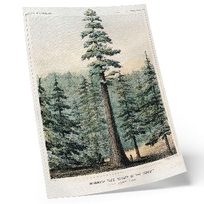Poster para cozinha Wellingtonia, uma árvore gigantesca que se ergue sobre a floresta circundante, com um homem em sua base.
