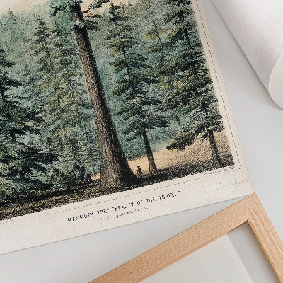 Poster para cozinha Wellingtonia, uma árvore gigantesca que se ergue sobre a floresta circundante, com um homem em sua base.