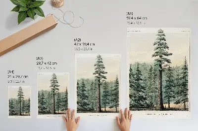 Poster para cozinha uma árvore Wellingtonia gigantesca que se ergue sobre a floresta com um homem em sua base