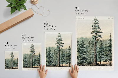 Poster para cozinha Wellingtonia, uma árvore gigantesca que se ergue sobre a floresta circundante, com um homem em sua base.