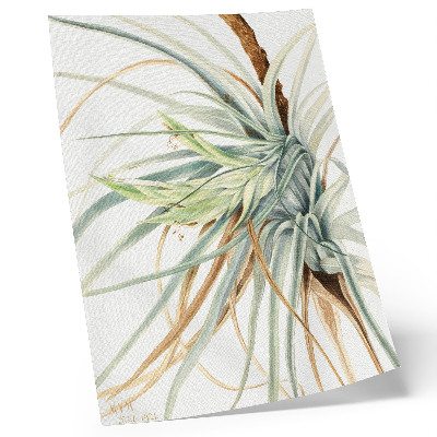 Impressão em tela Abacaxi Selvagem (Tillandsia fasciculata) (1921) por Mary Vaux Walcott