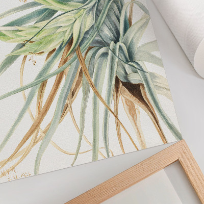 Impressão em tela Abacaxi Selvagem (Tillandsia fasciculata) (1921) por Mary Vaux Walcott