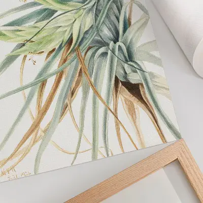 Impressão em tela Abacaxi Selvagem (Tillandsia fasciculata) de 1921 por Mary Vaux Walcott