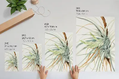 Impressão em tela Abacaxi Selvagem (Tillandsia fasciculata) de 1921 por Mary Vaux Walcott