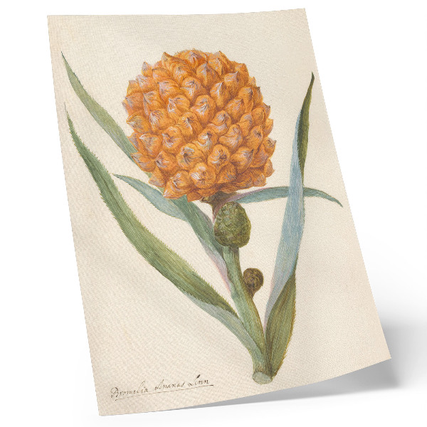 Poster decorativo Bromélia ananas Linn (c. 1700 - c. 1749) por um artista anônimo
