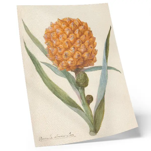 Poster decorativo Bromélia ananas Linn obra de artista anônimo do século XVIII