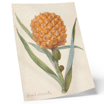 Poster decorativo Bromélia ananas Linn (c. 1700 - c. 1749) por um artista anônimo
