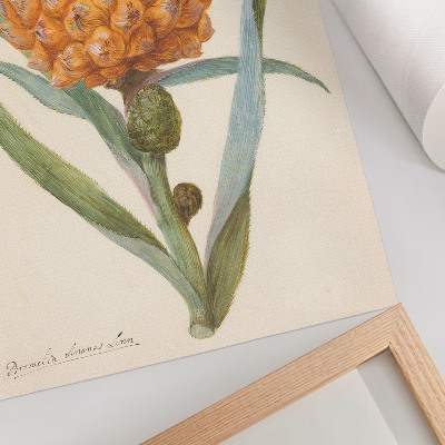Poster decorativo Bromélia ananas Linn (c. 1700 - c. 1749) por um artista anônimo
