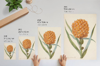 Poster decorativo Bromélia ananas Linn (c. 1700 - c. 1749) por um artista anônimo