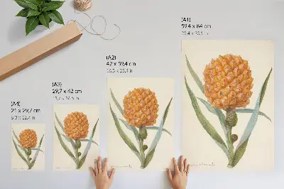 Poster decorativo Bromélia ananas Linn obra de artista anônimo do século XVIII