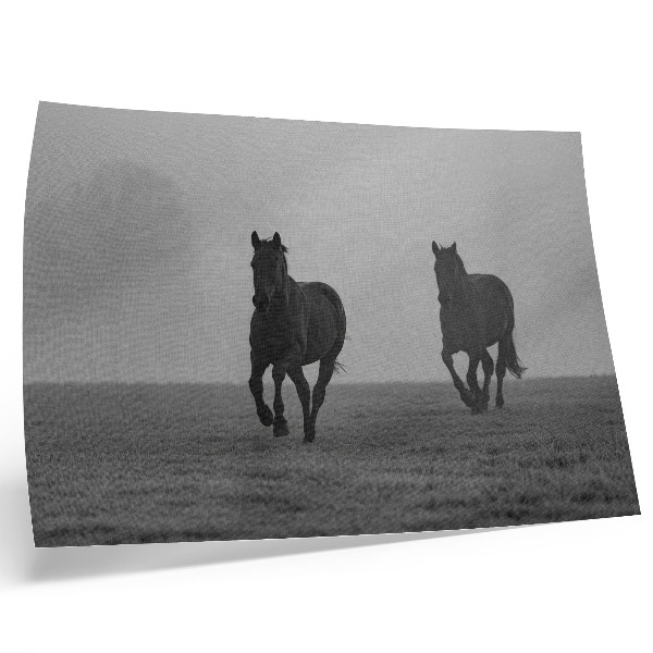 Poster em tela Cavalos correndo, neblina suave, espaço tranquilo