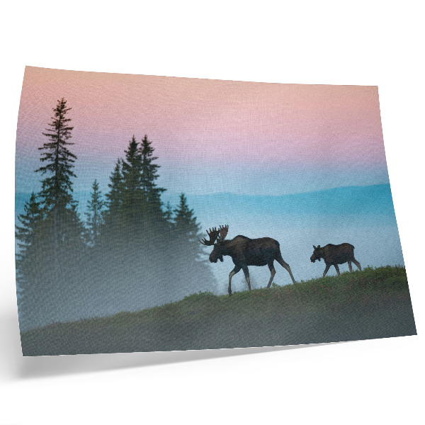 Poster para a sala Alce pela manhã, com neblina e árvores ao fundo.