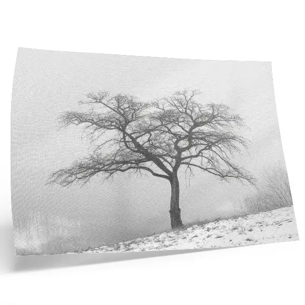 Poster para sala árvore solitária com temática de inverno, paz e minimalismo
