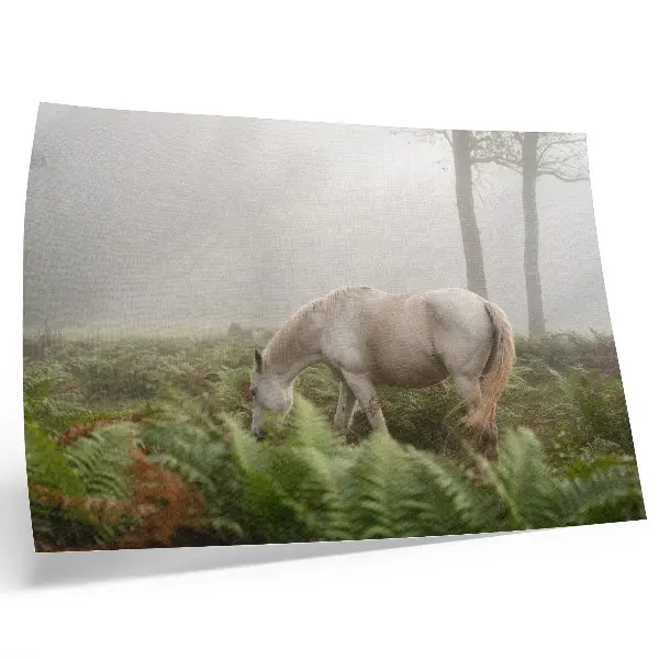 Poster para sala cavalo em floresta enevoada com samambaias
