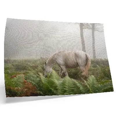Poster para sala cavalo em floresta enevoada com samambaias