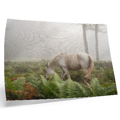 Poster para a sala Um cavalo contra um fundo de samambaias em uma floresta enevoada.