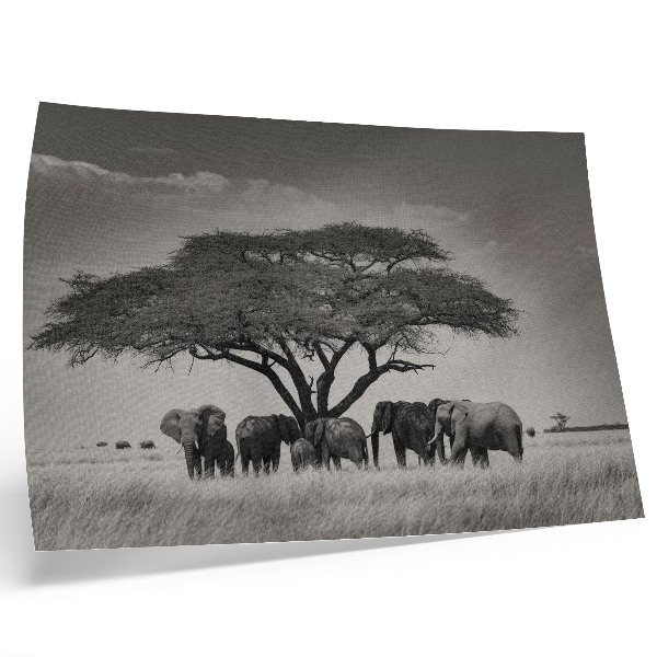 Poster Elefantes sob uma árvore na savana africana