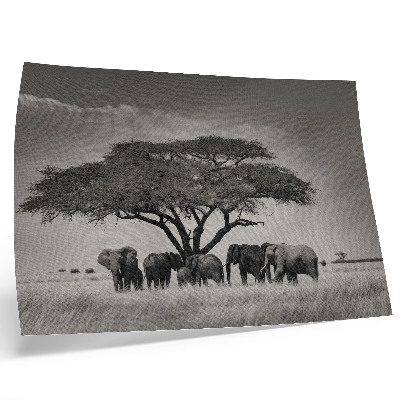 Poster Elefantes sob uma árvore na savana africana