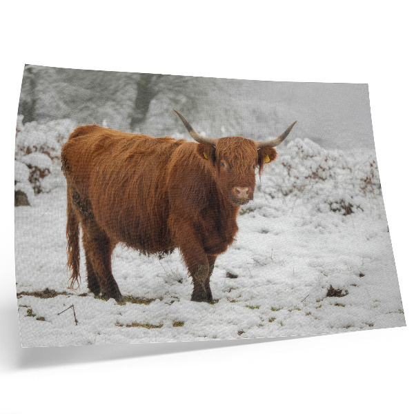 Poster em tela Vaca escocesa em uma paisagem nevada