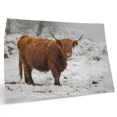 Poster em tela Vaca escocesa em uma paisagem nevada