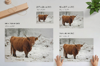 Poster em tela Vaca escocesa em uma paisagem nevada