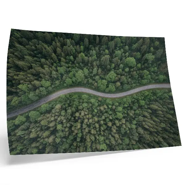 Poster mural estrada sinuosa em floresta verde com atmosfera tranquila